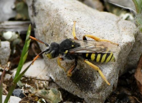 Nomada sexfasciata